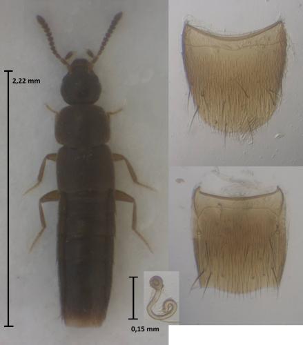Oxypoda collinsi